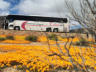 Coachman Coaches - Flower Tours
