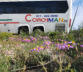 Coachman Coaches - Flower Tours